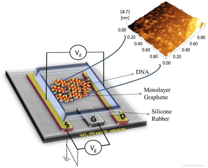 Revolutionizing DNA Diagnostics with Advanced Graphene Transistors