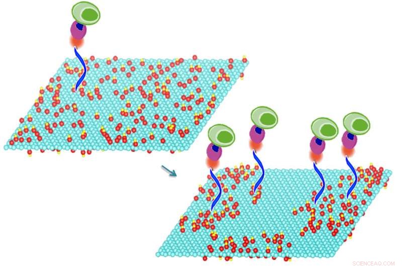 Graphene Sheets Efficiently Capture Cells: A Breakthrough in Targeted Binding