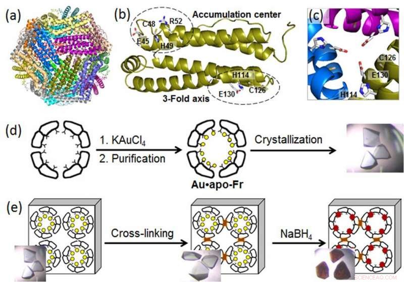 Unveiling the Inner Workings of Ferritin Nanocages for Gold Particle Synthesis