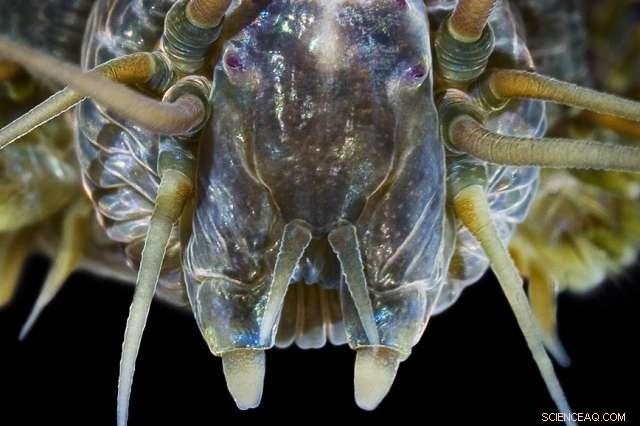 New Bio‑Inspired Gel Material Enhances Soft Robot Mobility