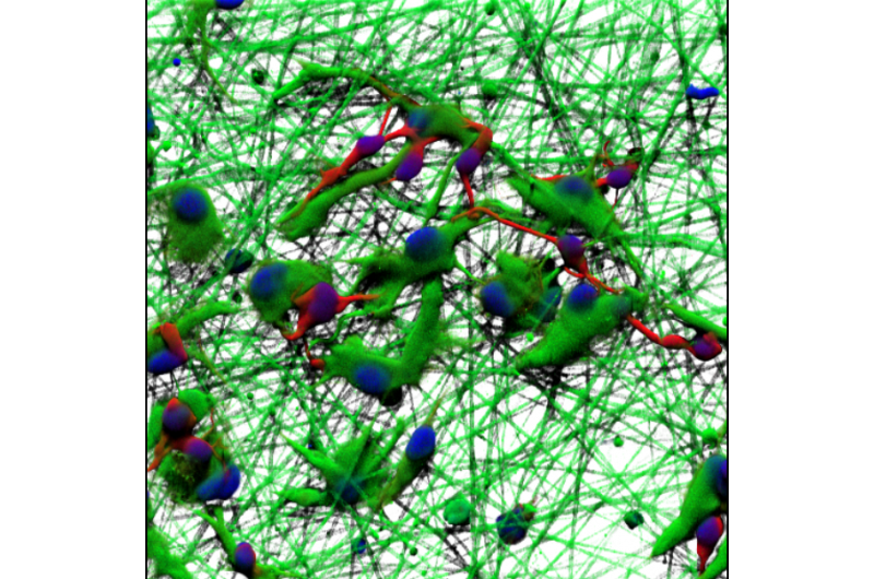 Spaghetti-Like Scaffolds Foster Natural Cell Growth