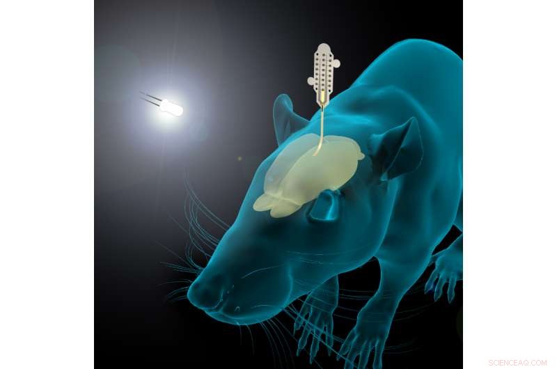 High‑Resolution Brain Mapping with Graphene Neural Probes