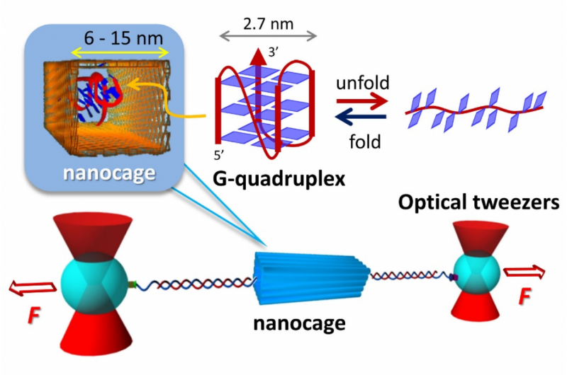 DNA Nanocages Accelerate Biomolecule Folding