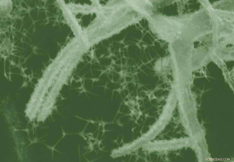 Hybrid Tetrapod Nanomaterial Enhances Laser Light Applications