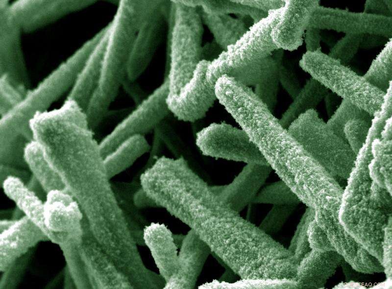 Hybrid Tetrapod Nanomaterial Enhances Laser Light Applications