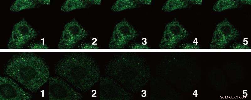 Revolutionary Dye Enables Long‑Term Super‑Resolution Imaging of Living Cells