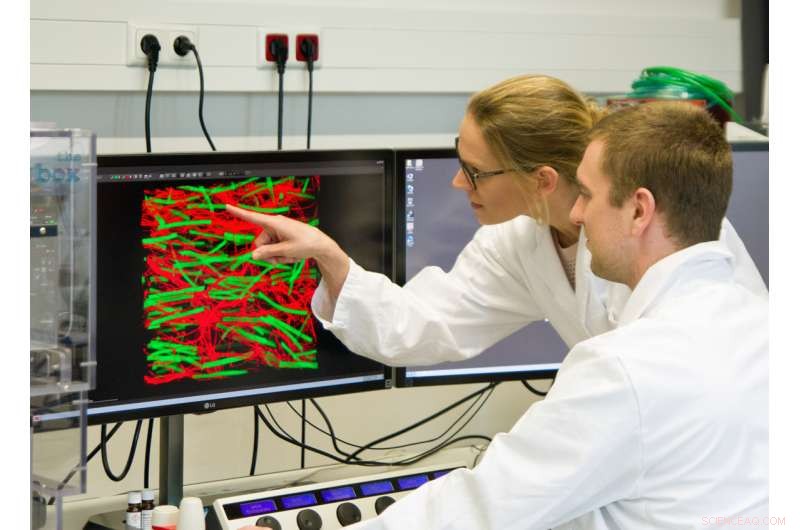 Injectable Gel System Guides Nerve Cell Regrowth for Advanced Neural Repair