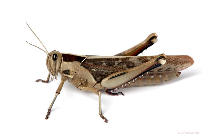 Nanoparticle Research in Locusts Paves Way for Innovative Brain Drug Delivery