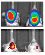 Scientists Unveil Innovative Platform to Accelerate Therapeutic Nanomaterials Research