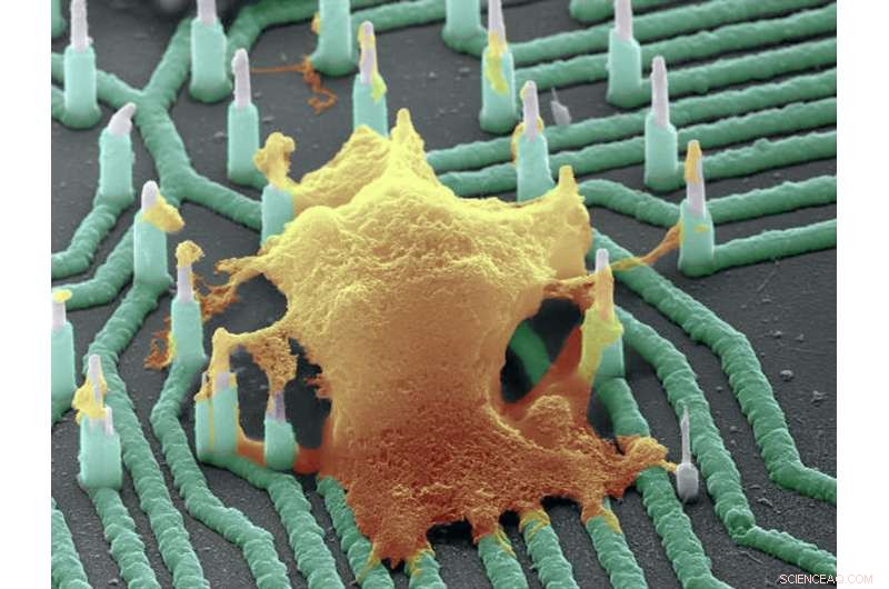 UC San Diego Engineers Develop Neuron‑Reading Nanowires to Speed Neurological Drug Discovery