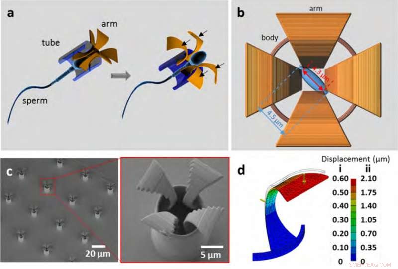 Sperm-Driven Micromotors Offer Targeted Cancer Drug Delivery for Female Patients