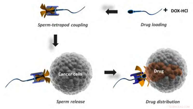 Sperm-Driven Micromotors Offer Targeted Cancer Drug Delivery for Female Patients