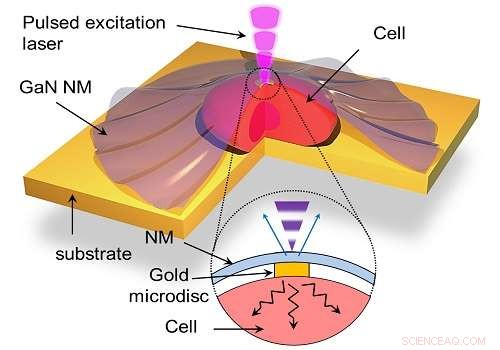 Nano-Scale Sensors Reveal How Heat Flows Into and Out of Living Cells