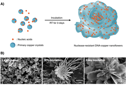 Nuclease-Resistant Hybrid Nanoflowers: Durable DNA-Templated Nanostructures