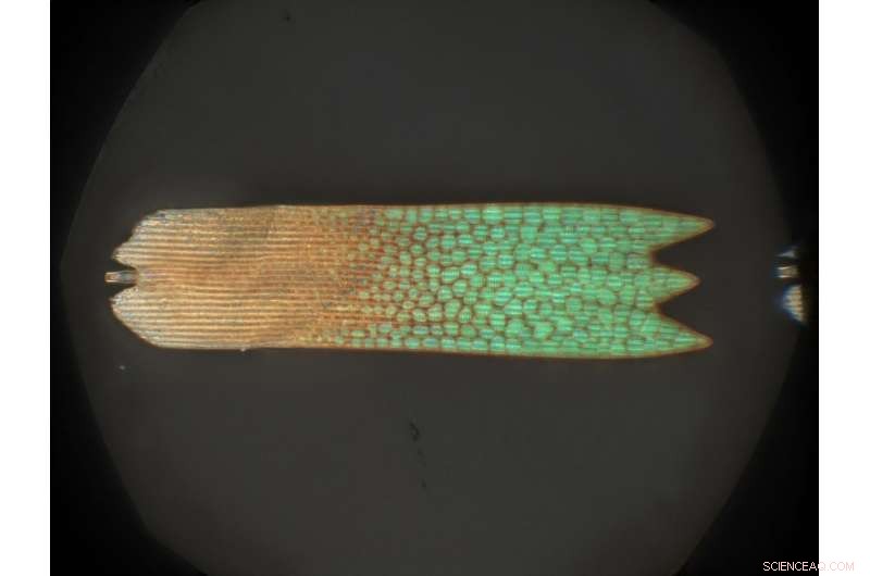 High-Resolution Butterfly Wing Crystals Reveal Secrets of Nano-Scale Structure Formation