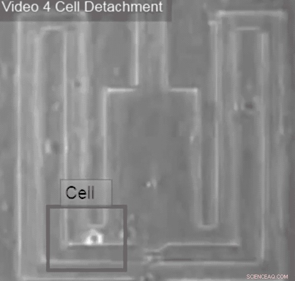 Sister Cell Profiling Targets Cancer Metastasis Shutdown