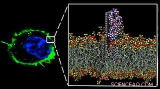 Scientists Discover Novel Method to Activate Human Immune System