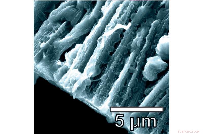 Hybrid Graphene–Carbon Nanotube Anodes Boost Lithium Metal Battery Performance
