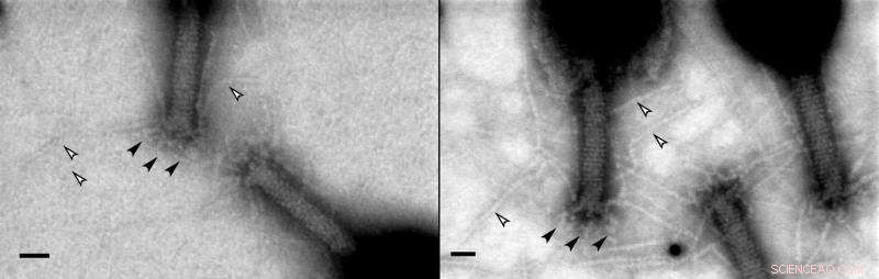 Advanced Graphene Supports for High‑Resolution Low‑Voltage STEM Imaging