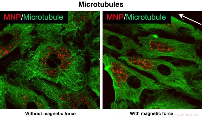 On-Demand Vascular Permeability Boosts Targeted Drug Delivery
