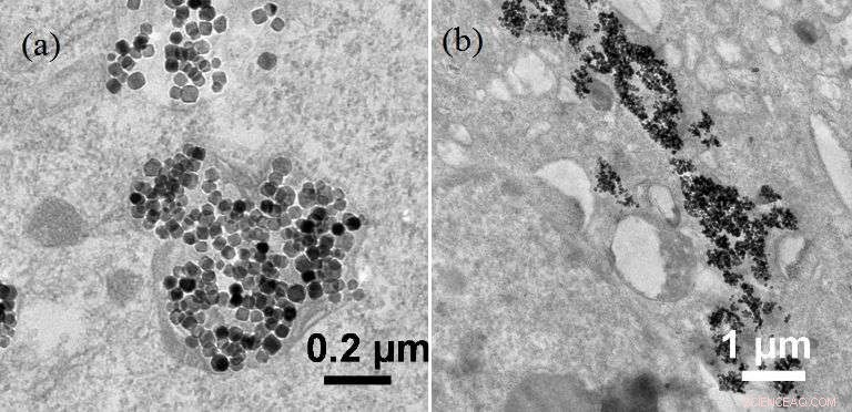 Targeted Cancer Cell Eradication Using Magnetic Nanoparticle Aggregates