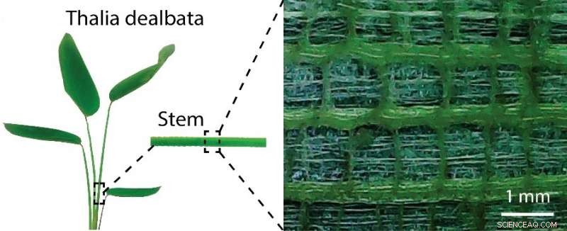 Plant-Inspired Aerogel Paves Way for Next-Gen Flexible Electronics