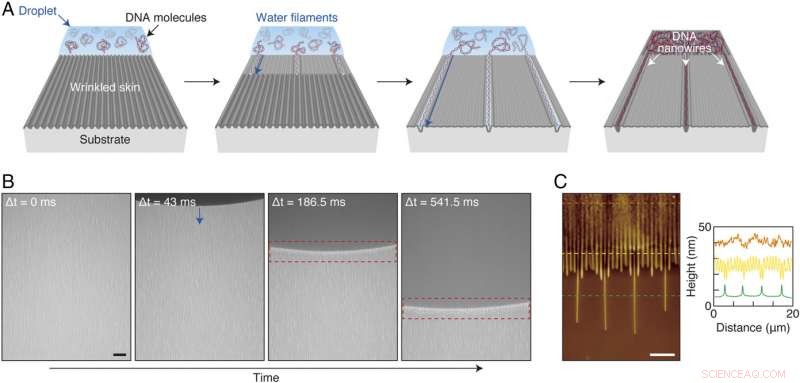 Capillarity‑Driven Self‑Assembly of Aligned DNA Nanowires via Skin‑Like Folding