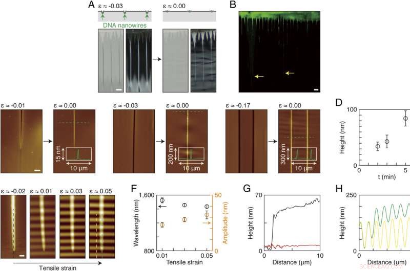 Capillarity‑Driven Self‑Assembly of Aligned DNA Nanowires via Skin‑Like Folding