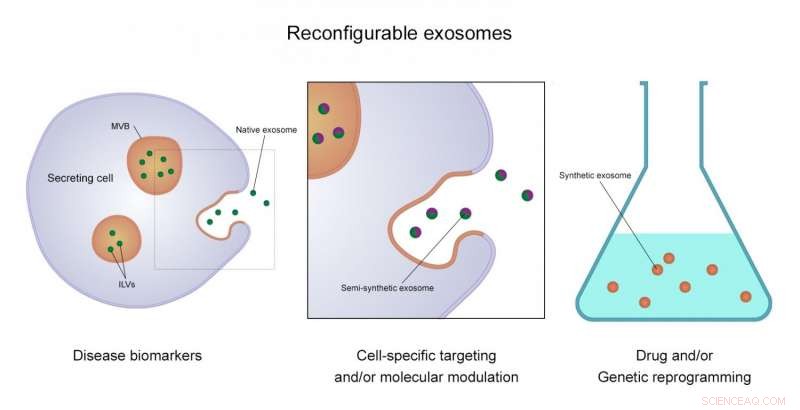 Tiny Nanoparticles Show Promise for Disease Detection and Therapy: A Review of Exosome Research
