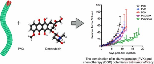 Plant‑Derived Nanoparticles Slow Tumor Growth When Injected