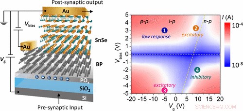 Engineering Lab‑Made Synapses to Unlock Human‑Brain‑Inspired AI