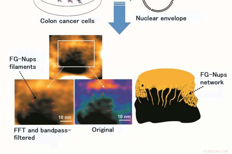 High-Speed AFM Reveals Nuclear Pore Dynamics in Colon Cancer Cells