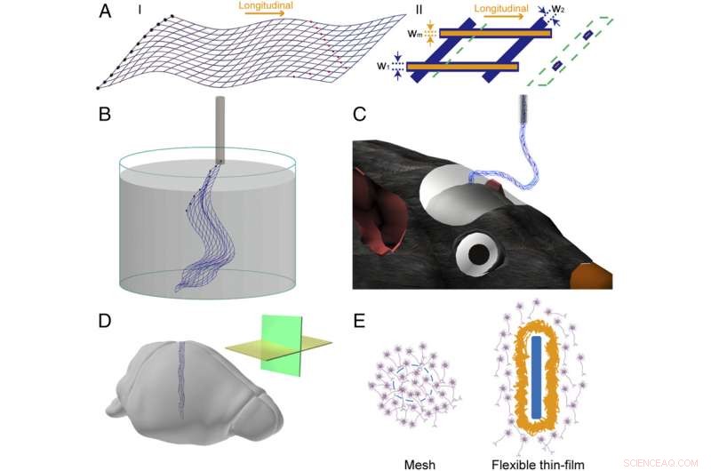 Injectable Flexible Neural Probe Integrates Seamlessly with Neurons, Minimizing Chronic Immune Response