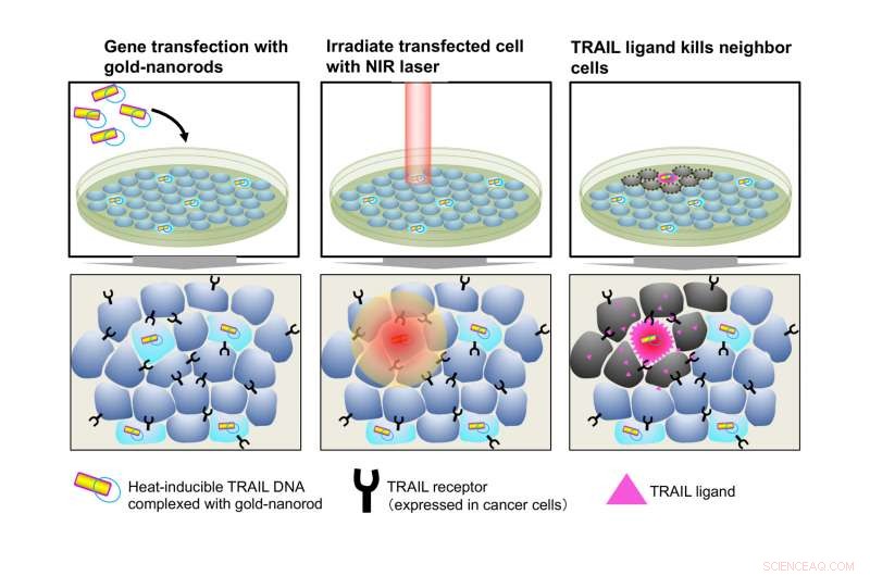 Precision Cancer Therapy: Heat-Activated Gold Nanorods for Targeted Gene Delivery
