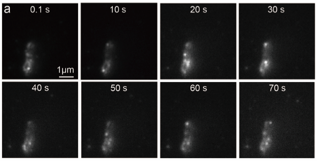 Nanoparticle Buckyswitches Revolutionize Fluorescence Microscopy