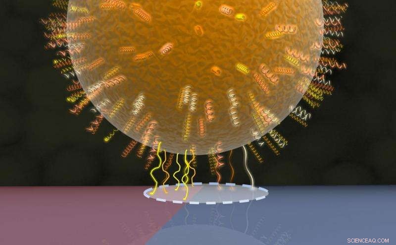 Bacterial Adhesion Strength Is Independent of Contact Area Size