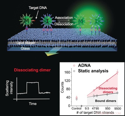 Precise DNA Quantification via Light Scattering: An Ultrasensitive Gold Nanoparticle Approach
