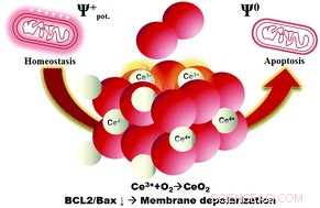 Curcumin‑Loaded Nanoparticles Target and Destroy Treatment‑Resistant Neuroblastoma Cells