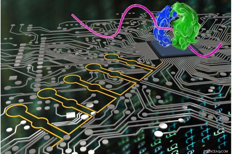 RNA Nanodevices Function as Cellular Computers, Detecting and Analyzing Complex Signals