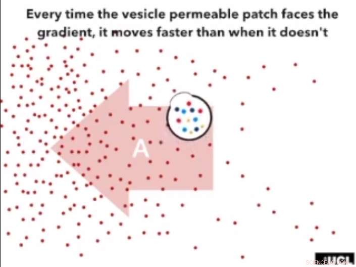 Chemotaxis-Based Drug Delivery Surpasses Blood-Brain Barrier in Rat Models