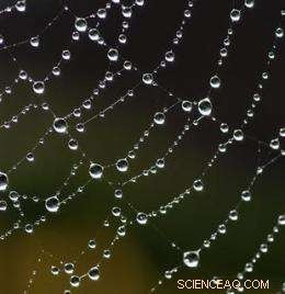 Nanomaterials Enable Super‑Tough Spider Silk: Scientists Discover New Strengthening Technique