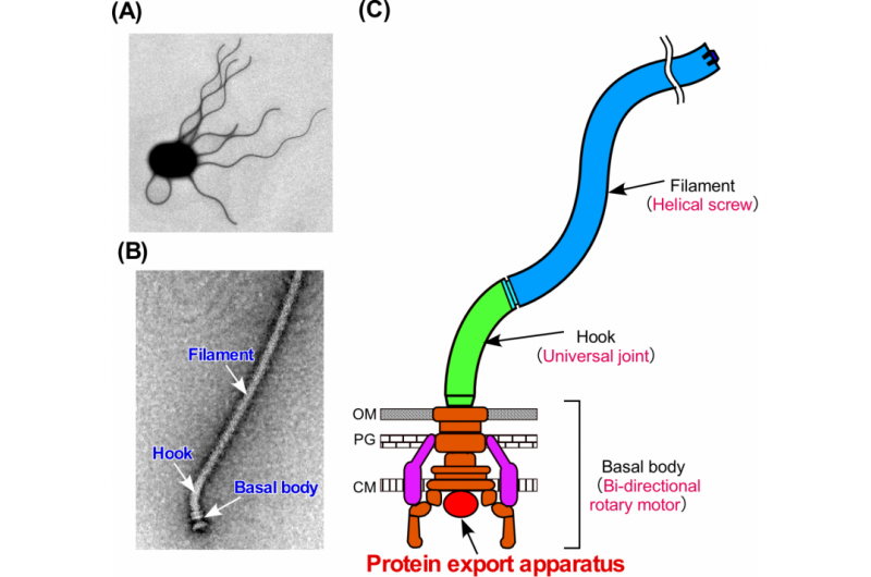 Engineering Nanomachines Inside Bacteria