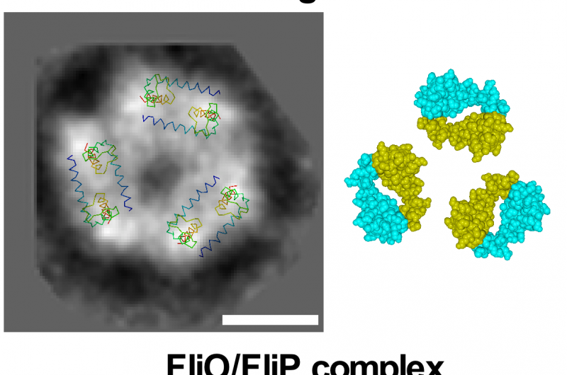 Engineering Nanomachines Inside Bacteria