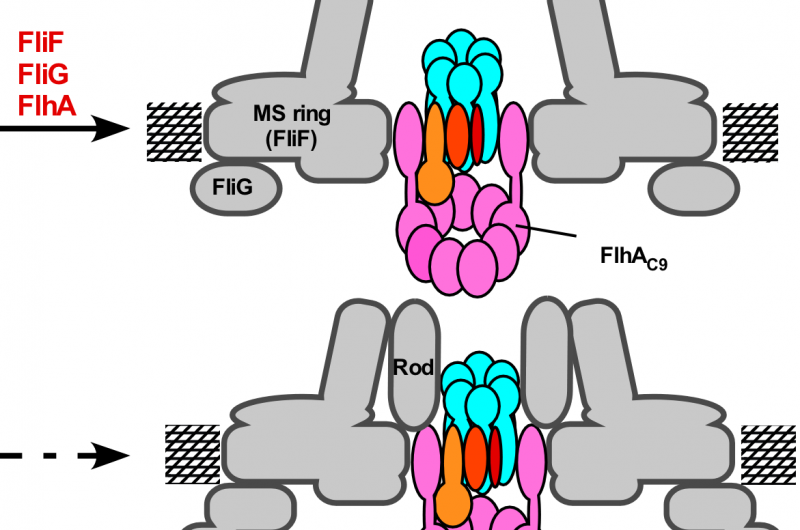 Engineering Nanomachines Inside Bacteria