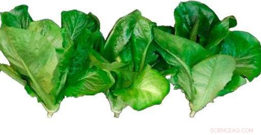 Transforming Pollen into an Affordable, High-Performance Fertilizer