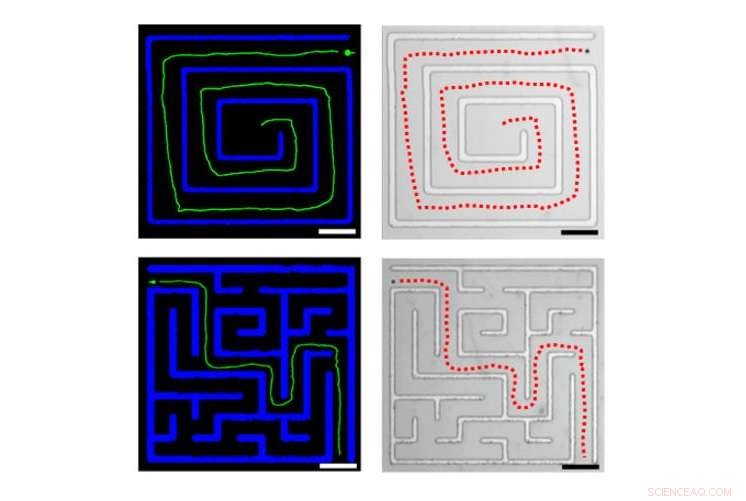 AI-Guided Microscale Self-Driving Vehicles Navigate Complex Mazes