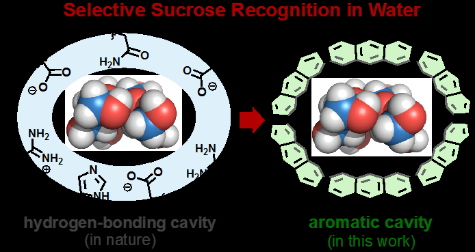 Nanocapsule Achieves Precise Sucrose Binding in Aqueous Solutions