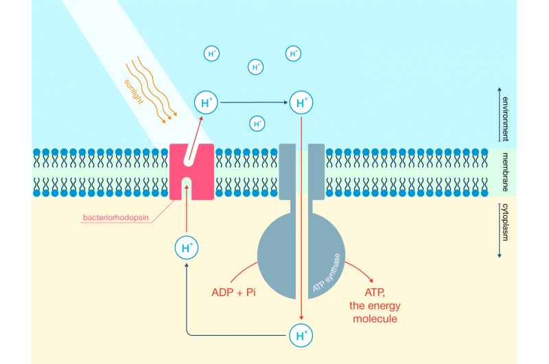 Light-Driven Nanostructure Generates Hydrogen Fuel from Water