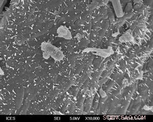 Improving Quercetin Solubility: Insoluble Dietary Fiber Shows Promise