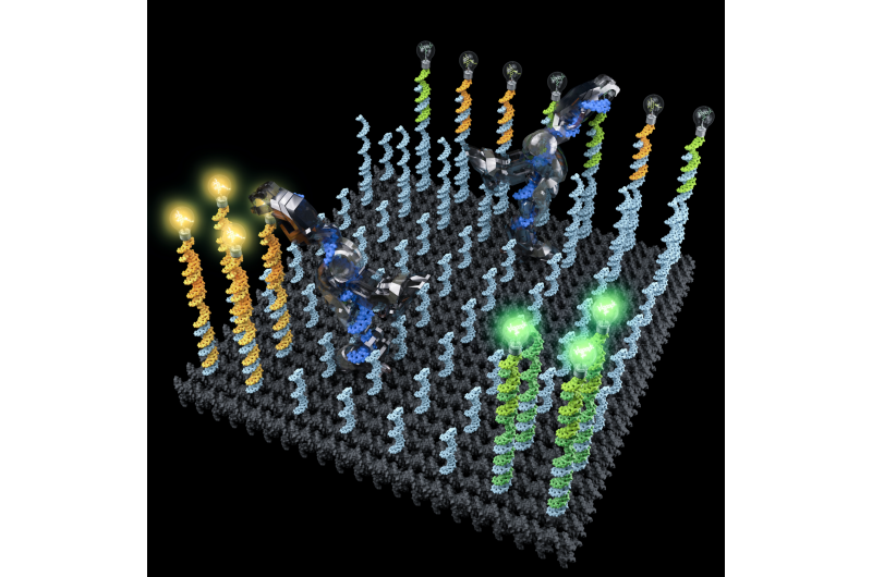 DNA Nanorobot Programmed to Organize and Transport Molecules with Precision